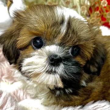 シーズー【青森県・女の子・2024年8月21日・ゴールドアンドホワイト】の写真「とってもチャーミングなシーズーちゃん💓」