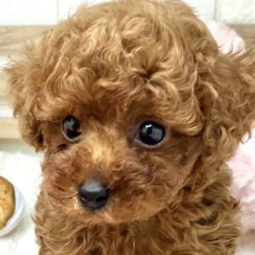 トイプードル(トイ)【青森県・男の子・2024年6月27日・レッド】の写真「可愛すぎるトイプードル🐶✨男の子です😊　　　　」