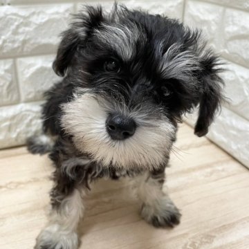 ミニチュアシュナウザー【青森県・男の子・2024年6月6日・ブラックアンドシルバー】の写真「可愛らしいお顔のシュナちゃんです😊」