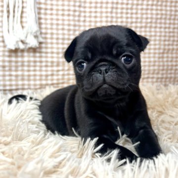 パグ【青森県・男の子・2023年12月12日・ブラック】の写真「むちむち、ころころ🥺❤️‍🔥」