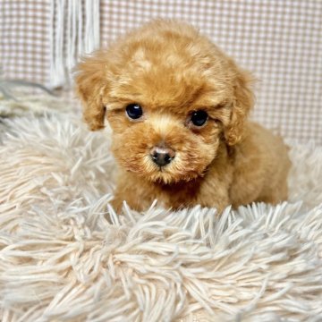 トイプードル(タイニー)【青森県・男の子・2024年4月15日・レッド】の写真「鼻が短くクリクリおめめのイケメンくん🐶💛」