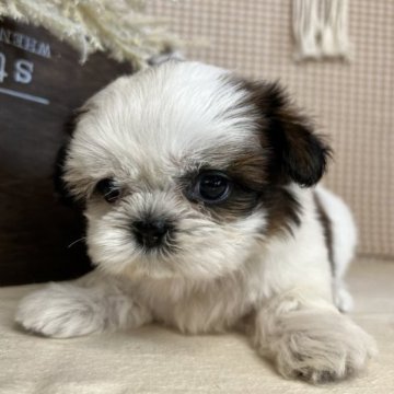 シーズー【青森県・女の子・2023年7月9日・ゴールド&ホワイト】の写真「おっとりした性格の女の仔🥰‼️」