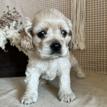 アメリカンコッカースパニエル【青森県・男の子・2023年5月20日・バフ】の写真「ぱっちりおめめがチャームポイント♪」