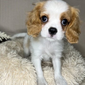 キャバリア【青森県・男の子・2023年9月9日・ブレンハイム】の写真「人と遊ぶのが大好きな子🥰🍀」