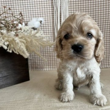 アメリカンコッカースパニエル【青森県・女の子・2023年5月20日・バフ】の写真「ぱっちりおめめがチャームポイント♪」