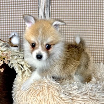 ミックス(ポメラニアン×コーギー)【青森県・男の子・2023年11月8日・レッド&ホワイト】の写真「TV出演しました📺💗」