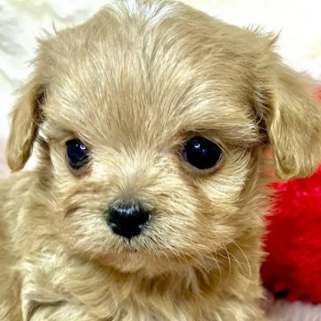 チワプー(チワワ×トイプードル)【青森県・男の子・2024年8月31日・レッド】の写真「モデル級の可愛さ💘チワプーちゃんです💓」