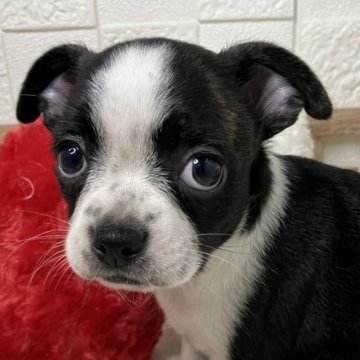 ミックス(チワワ×ボストンテリア)【青森県・女の子・2024年6月16日・ボストンカラー】の写真「上目遣いが可愛すぎるミックスちゃん💓」