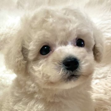 ミックス(ビションフリーゼ×トイプードル)【青森県・男の子・2024年7月15日・クリーム  】の写真「靴下を履いてる様な❤️大人気のミックスちゃん🐶」