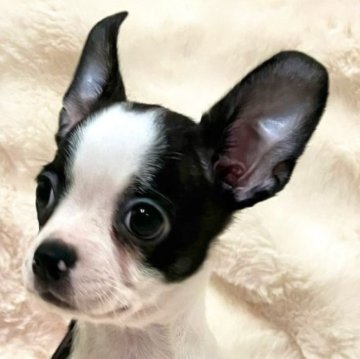 ミックス(チワワ×ボストンテリア)【青森県・男の子・2024年6月16日・ボストンカラー】の写真「上目遣いが可愛すぎるミックスちゃん💓」