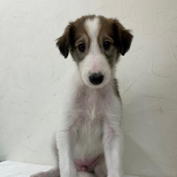 ボルゾイ【青森県・女の子・2022年4月17日・レッド&ホワイト】の写真「しなやかなボディが美しい大型犬です！」