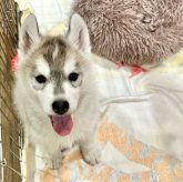 シベリアンハスキー