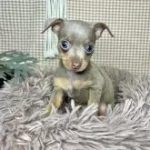 チワピン(チワワ×ミニチュアピンシャー)【青森県・男の子・2024年4月23日・イザベラ&タン】の写真1