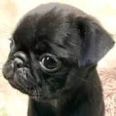 パグ【青森県・女の子・2024年8月2日・ブラック】の写真1