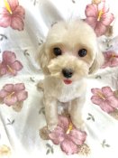 マルプー(トイプードル×マルチーズ)【・女の子・2021年2月26日・クリーム】