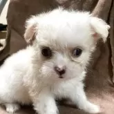 チワマル(マルチーズ×チワワ)【埼玉県・女の子・2025年5月8日・クリーム&ホワイト】の写真12