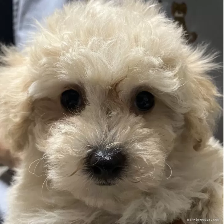 ID：2507-07218の子犬