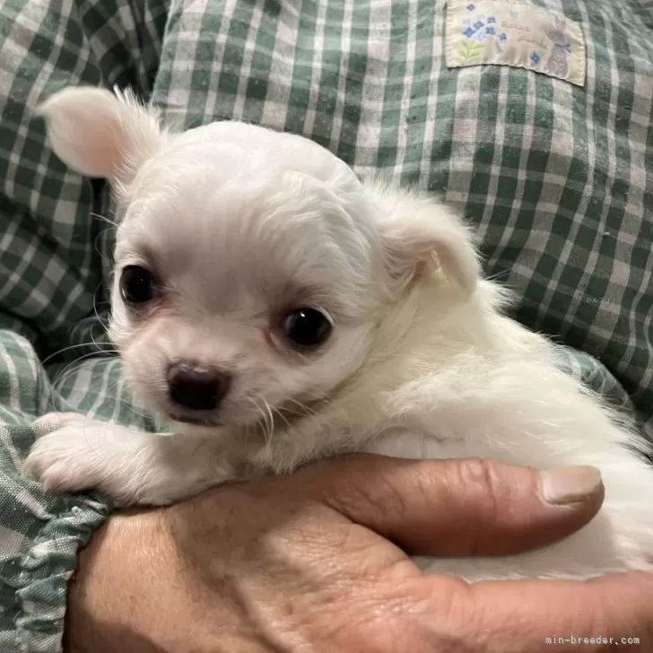 ID：2502-03161の子犬