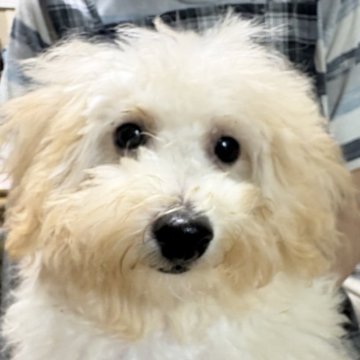 ビションプー(ビションフリーゼ×トイプードル)【埼玉県・男の子・2025年6月10日・クリーム】の写真「愛嬌たっぷりのビションプー」
