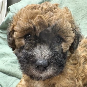 トイプードル(トイ)【埼玉県・男の子・2025年9月25日・レッド】の写真「ひとりっ子なのでスクスク育ちました⭐︎」