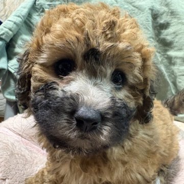 ビションプー(ビションフリーゼ×トイプードル)【埼玉県・男の子・2025年9月25日・レッド】の写真「ひとりっ子なのでスクスク育ちました⭐︎」