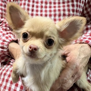 チワワ(ロング)【埼玉県・男の子・2025年10月25日・クリーム&ホワイト】の写真「きゅっと上がった口角がチャームポイント」