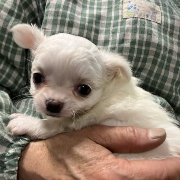 チワワ(ロング)【埼玉県・女の子・2024年12月18日・クリーム&ホワイト】の写真「白多めのチワワちゃん⭐︎」