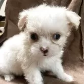 チワマル(マルチーズ×チワワ)【埼玉県・女の子・2025年5月8日・クリーム&ホワイト】の写真1