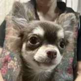 チワワ(ロング)