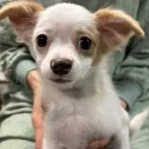 チワワ(ロング)