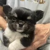 チワワ(ロング)【埼玉県・男の子・2025年5月22日・ブラックタン&ホワイト】の写真2