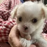 チワマル(マルチーズ×チワワ)【埼玉県・女の子・2025年5月8日・クリーム&ホワイト】の写真5