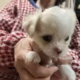 チワマル(マルチーズ×チワワ)【埼玉県・女の子・2025年5月8日・クリーム&ホワイト】の写真6