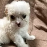 チワマル(マルチーズ×チワワ)【埼玉県・女の子・2025年5月8日・クリーム&ホワイト】の写真8