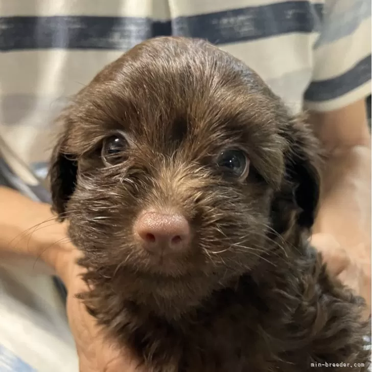 ID：2407-06347の子犬