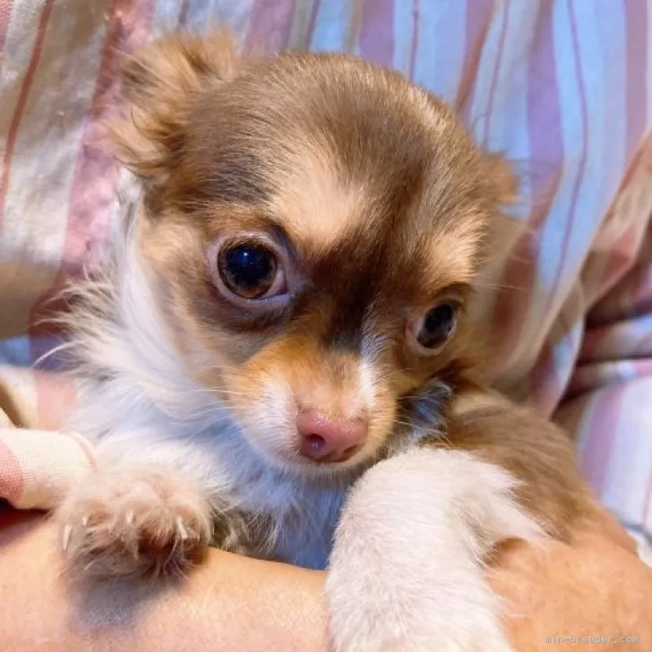 ID：2301-02186の子犬