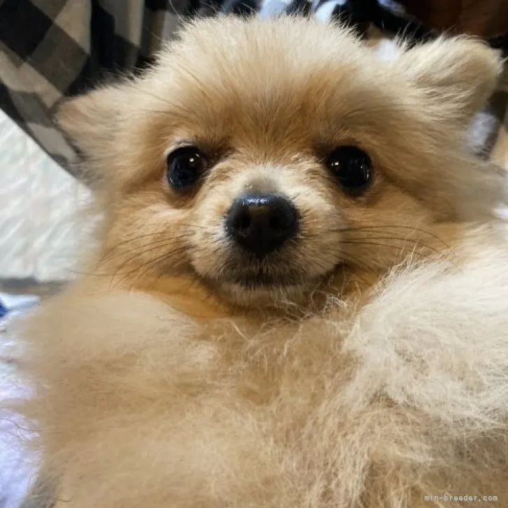 ID：2304-00352の子犬