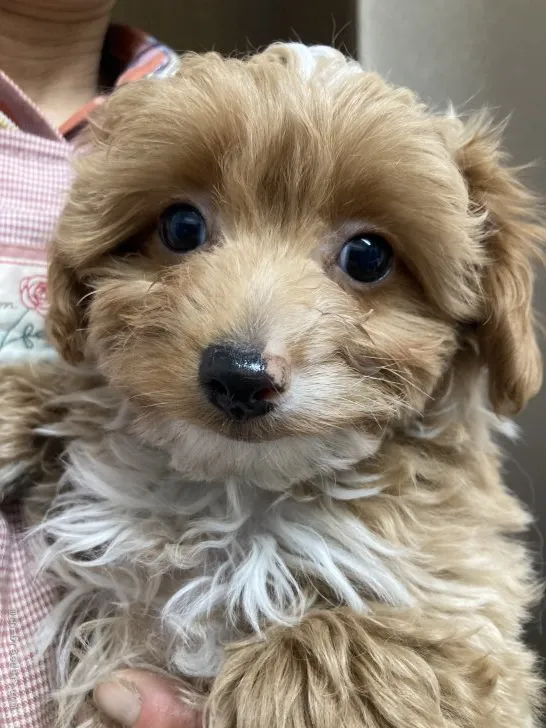 ID:2201-03006の子犬