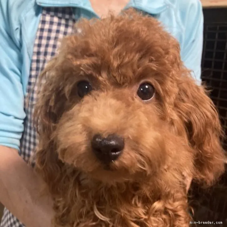 ID：2305-02163の子犬