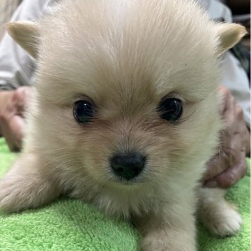 ミックス(ポメラニアン×パピチワ)【埼玉県・男の子・2024年3月14日・クリーム】の写真「そっくり4兄弟⭐︎」