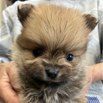 ポメラニアン【埼玉県・男の子・2024年3月7日・オレンジ】の写真「もふもふオレンジのポメ君⭐︎」