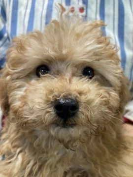 トイプードル(トイ)【埼玉県・男の子・2021年10月6日・アプリコット】の写真「目鼻真っ暗でミスカラーなしです！」