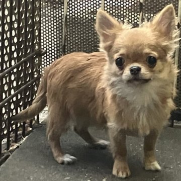 チワワ(ロング)【埼玉県・女の子・2023年8月19日・フォーン】の写真「お目目クリクリで甘えん坊のチワワちゃん。」