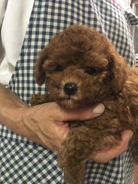 トイプードル(トイ)【埼玉県・女の子・2021年5月15日・レッド】の写真「大きなお鼻とまん丸お目々がチャームポイント」