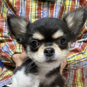 チワワ(ロング)【埼玉県・女の子・2022年11月25日・ブラックタン&ホワイト】の写真「キリっとした眉毛がチャームポイント☆」