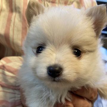 ポメラニアン×チワワ【埼玉県・男の子・2022年11月3日・クリーム】の写真「モフモフキュートなポメチワ君」