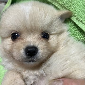 ミックス(ポメラニアン×パピチワ)【埼玉県・男の子・2024年3月14日・クリーム】の写真「ホワイトデーうまれの4兄弟。」