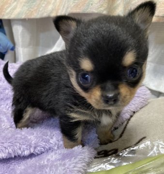 チワワ(ロング)【埼玉県・女の子・2021年12月10日・ブラックタン&ホワイト】の写真「ロングより毛足が短いセミロングです」