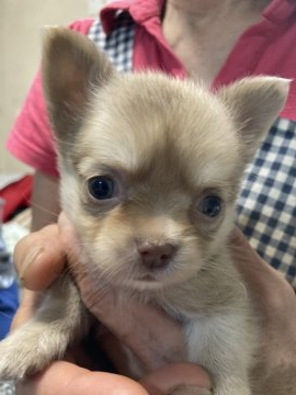 チワワ(ロング)【埼玉県・女の子・2021年7月28日・チョコレートフォーン&ホワイト】の写真「他ペットショップ様との商談がまとまりました。」