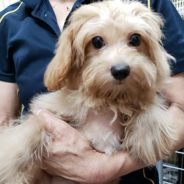 ポメラニアン×トイプードル【埼玉県・男の子・2023年3月20日・クリーム】の写真「パッチリお目目が魅力のポメプー君。」